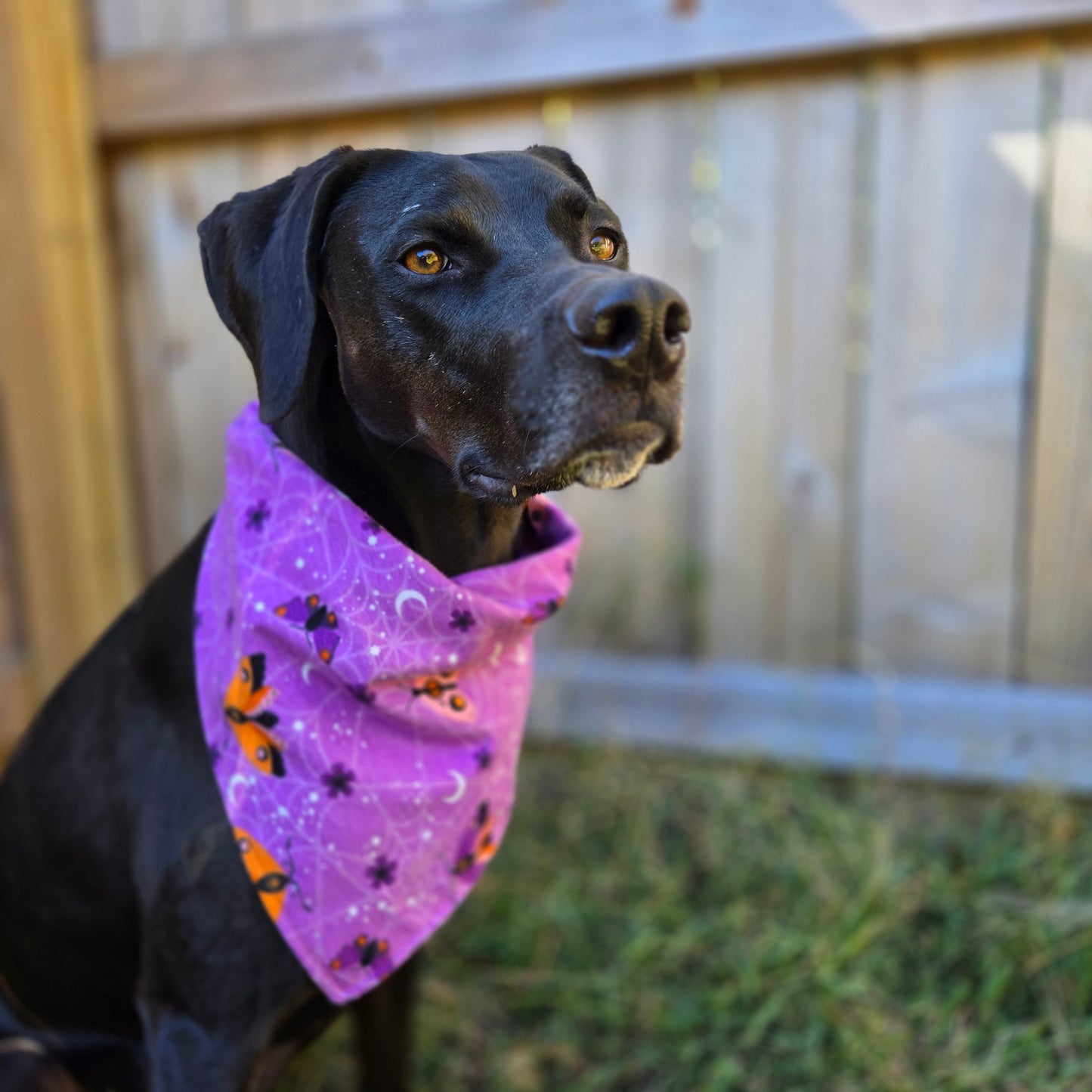 Ghosts and Moths Dog Bandana