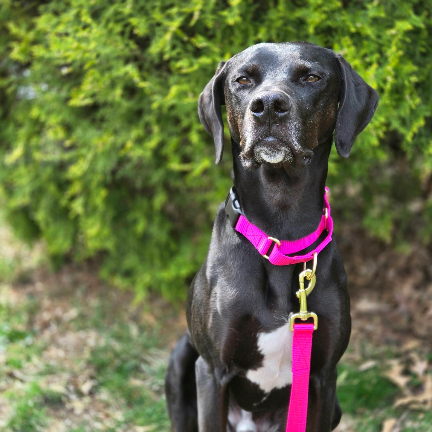 Nylon Martingale Collar - Multiple Colors