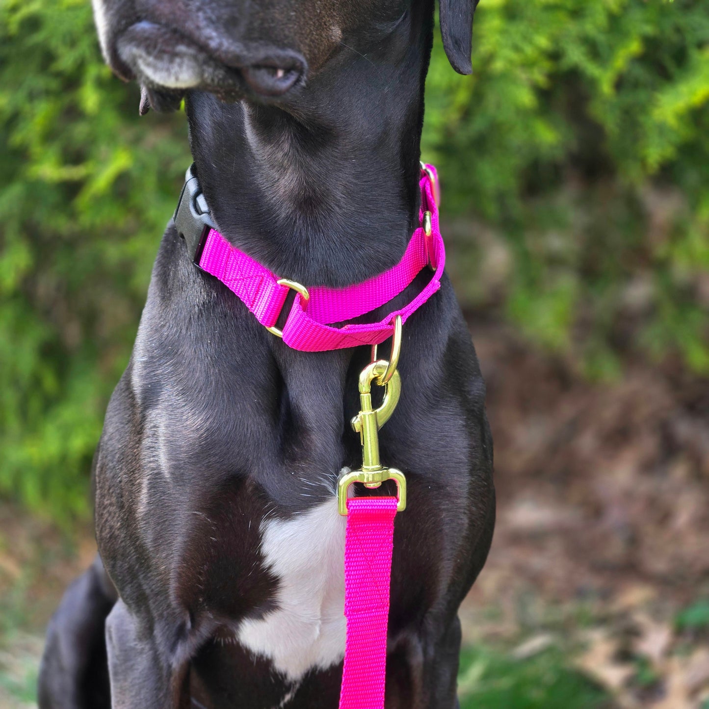 Nylon Martingale Collar - Multiple Colors