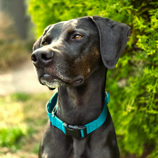 Nylon Martingale Collar - Multiple Colors