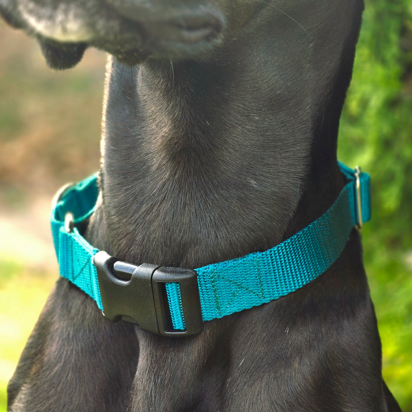 Nylon Martingale Collar - Multiple Colors