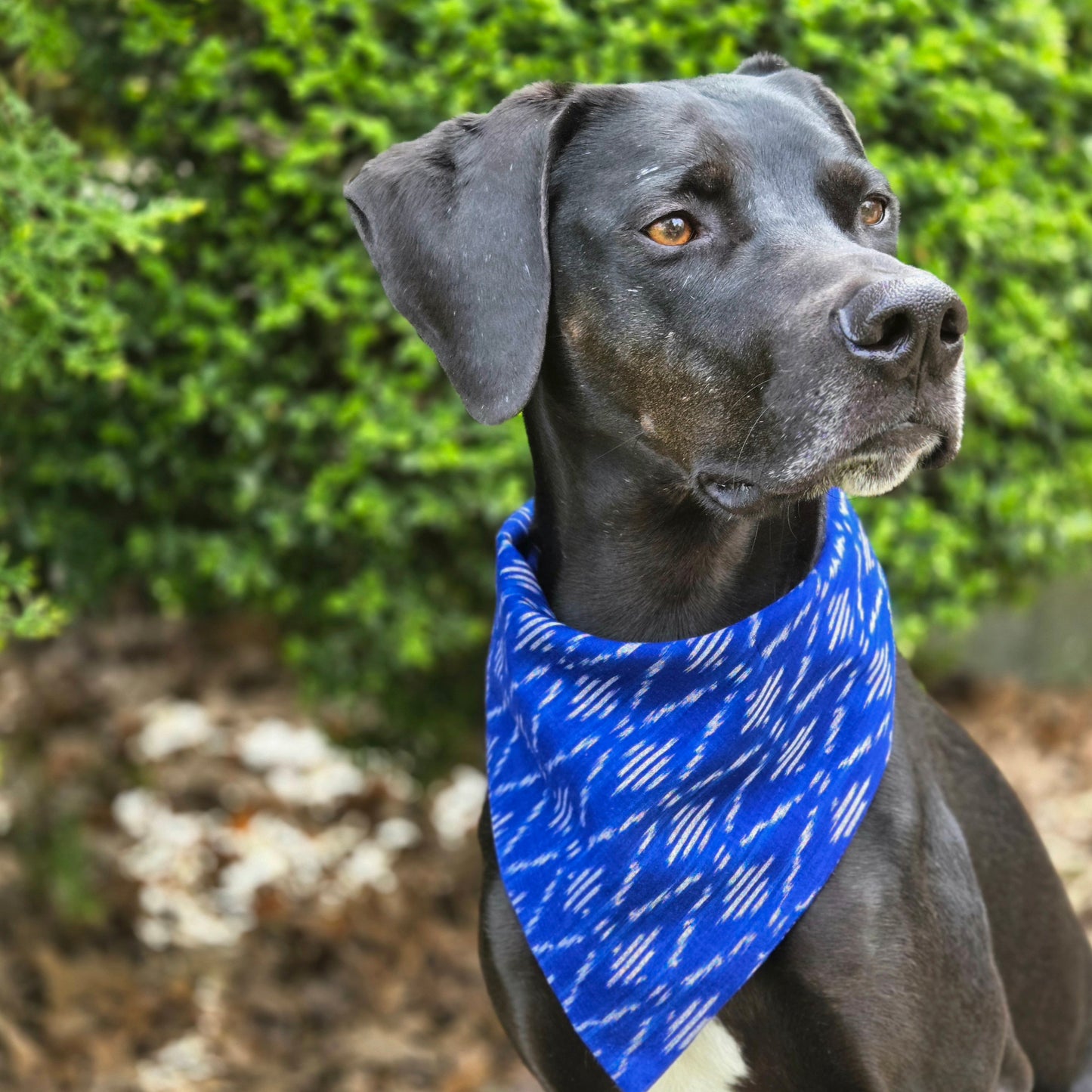 Bright Blue Woven Dog Bandana