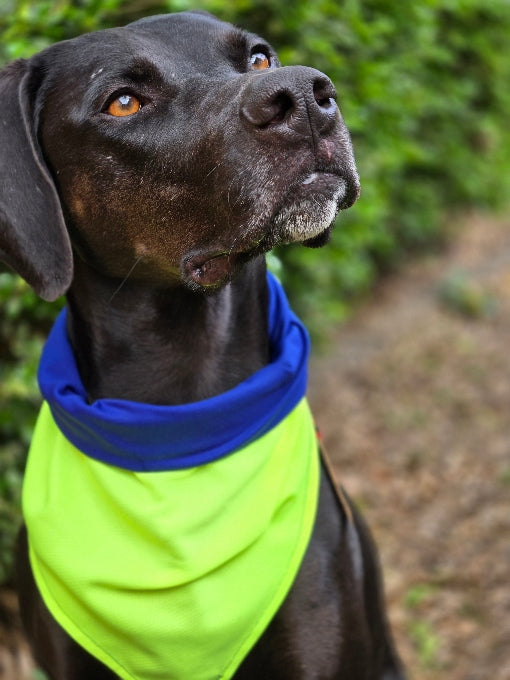 Cooling Dog Bandana (Reversible)