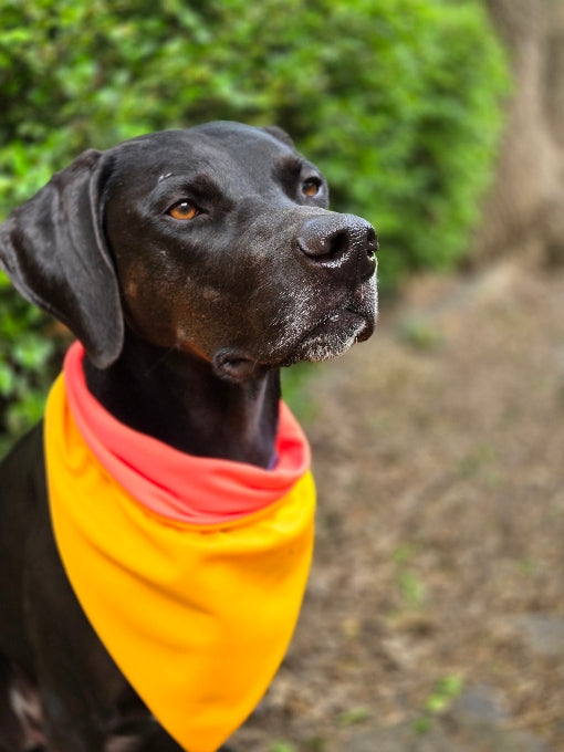 Cooling Dog Bandana (Reversible)