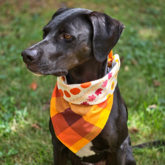 Fall Friends Reversible Dog Bandana