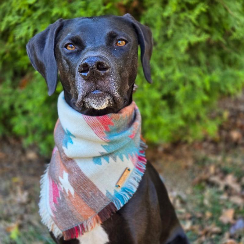Aspen Knit Dog Bandana