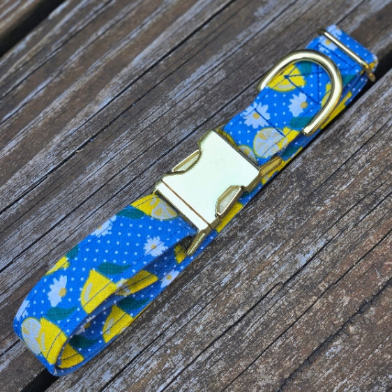 lovely bright lemons and sliced lemons with daisies sporadically mixed. collar background is a bright complimentary Copenhagen blue with small white polka dots. shown with shiny gold metal hardware