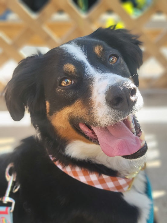 Pumpkin Spice Gingham Collar