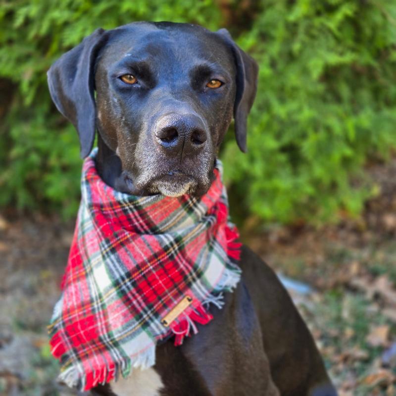 Tree Farm Dog Bandana