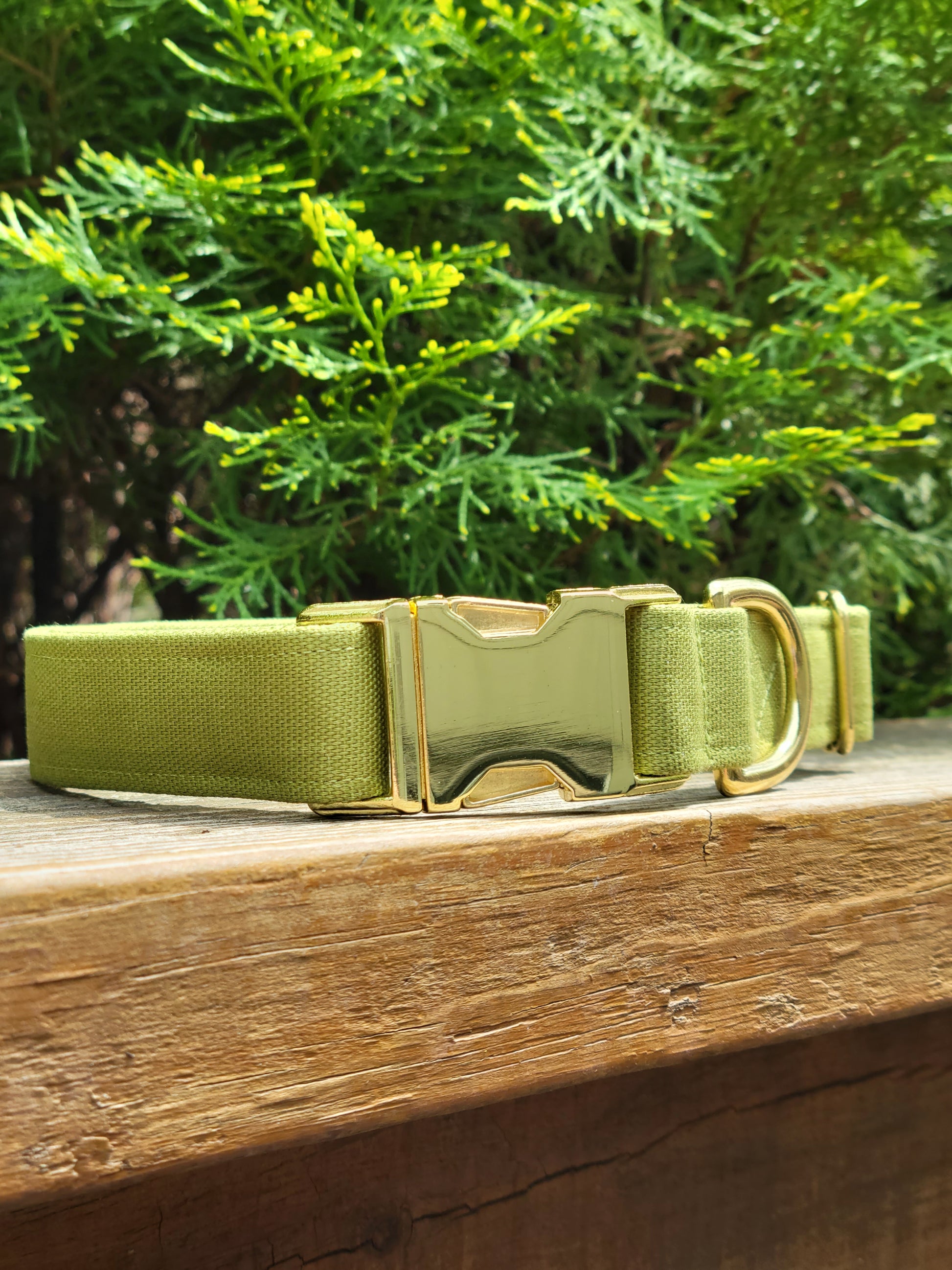 moss green solid cotton canvas dog collar with shiny gold hardware