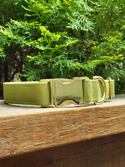 moss green solid cotton canvas dog collar with shiny gold hardware