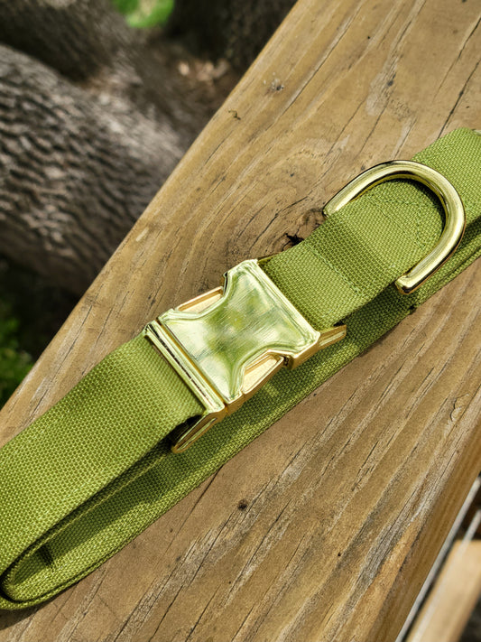yellow green solid canvas dog collar with gold metal hardware