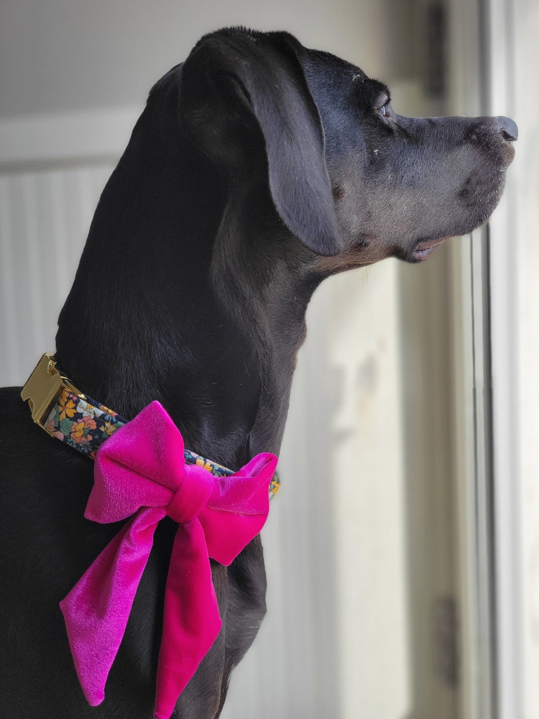 black dog wearing size regular fancy girl dog bow in hot pink velvet. shown with wildflower dog collar (sold separately)