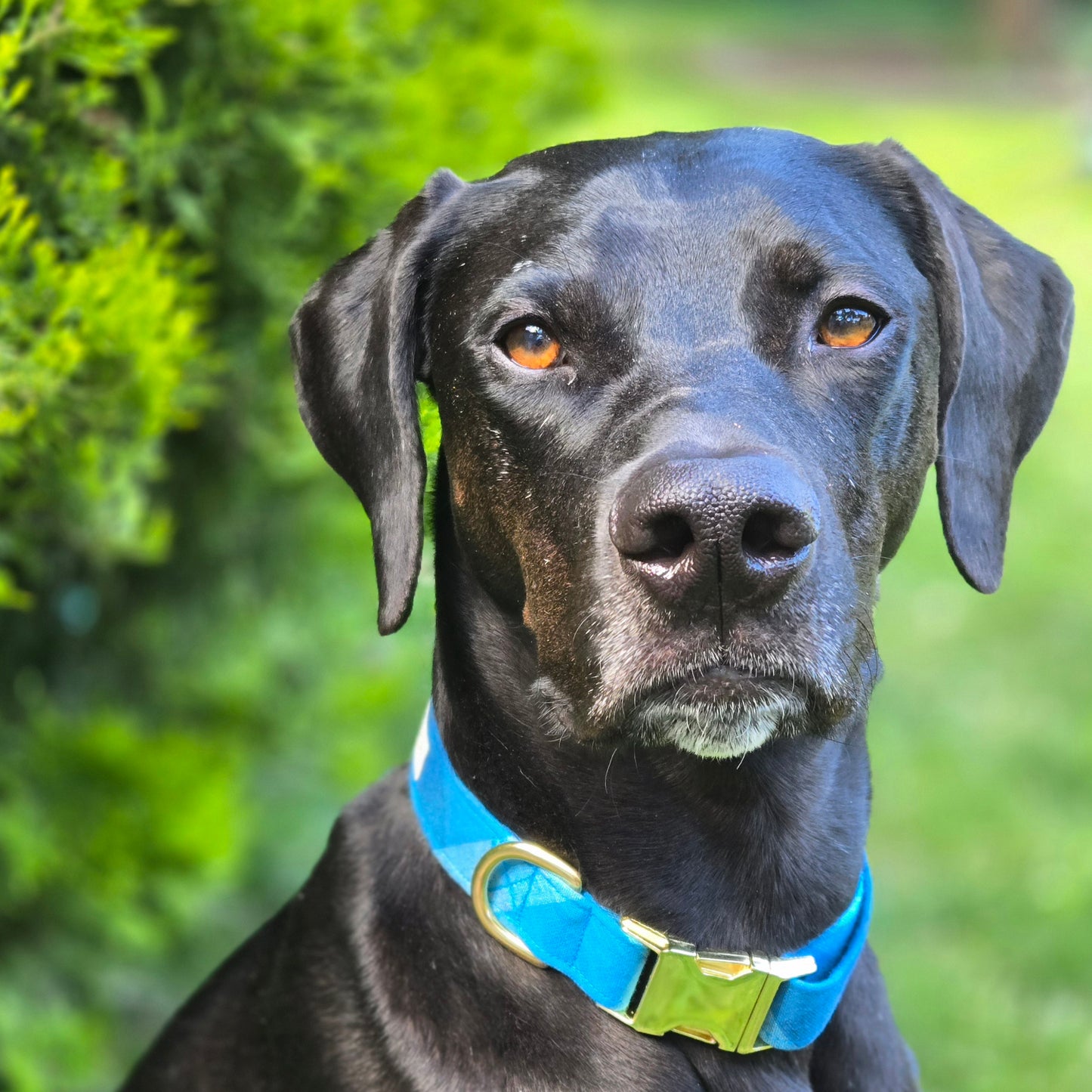 Nocturne Dog Collar