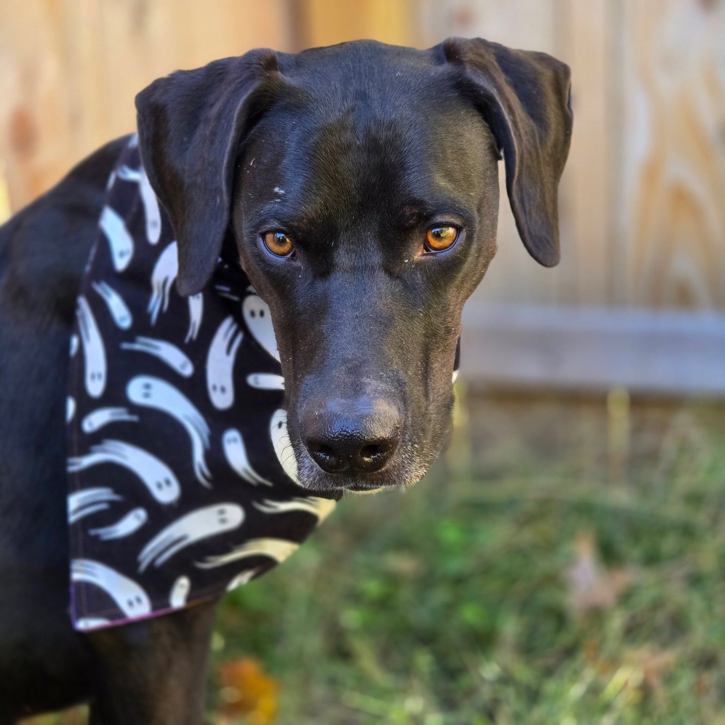 Ghosts and Moths Dog Bandana