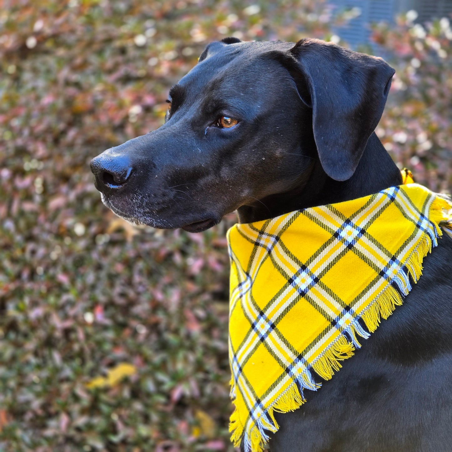 Black and Yellow Plaid Dog Bandana