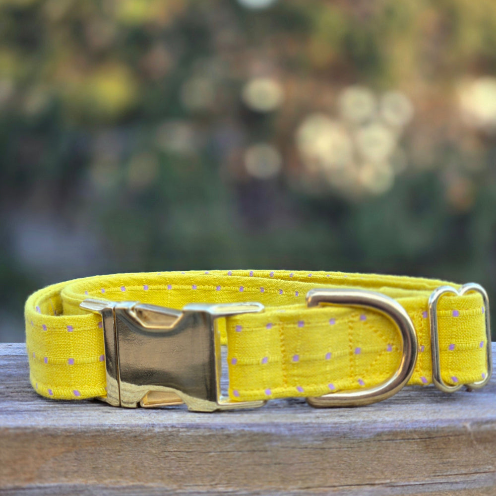 Day Glo and Checks Dog Collar