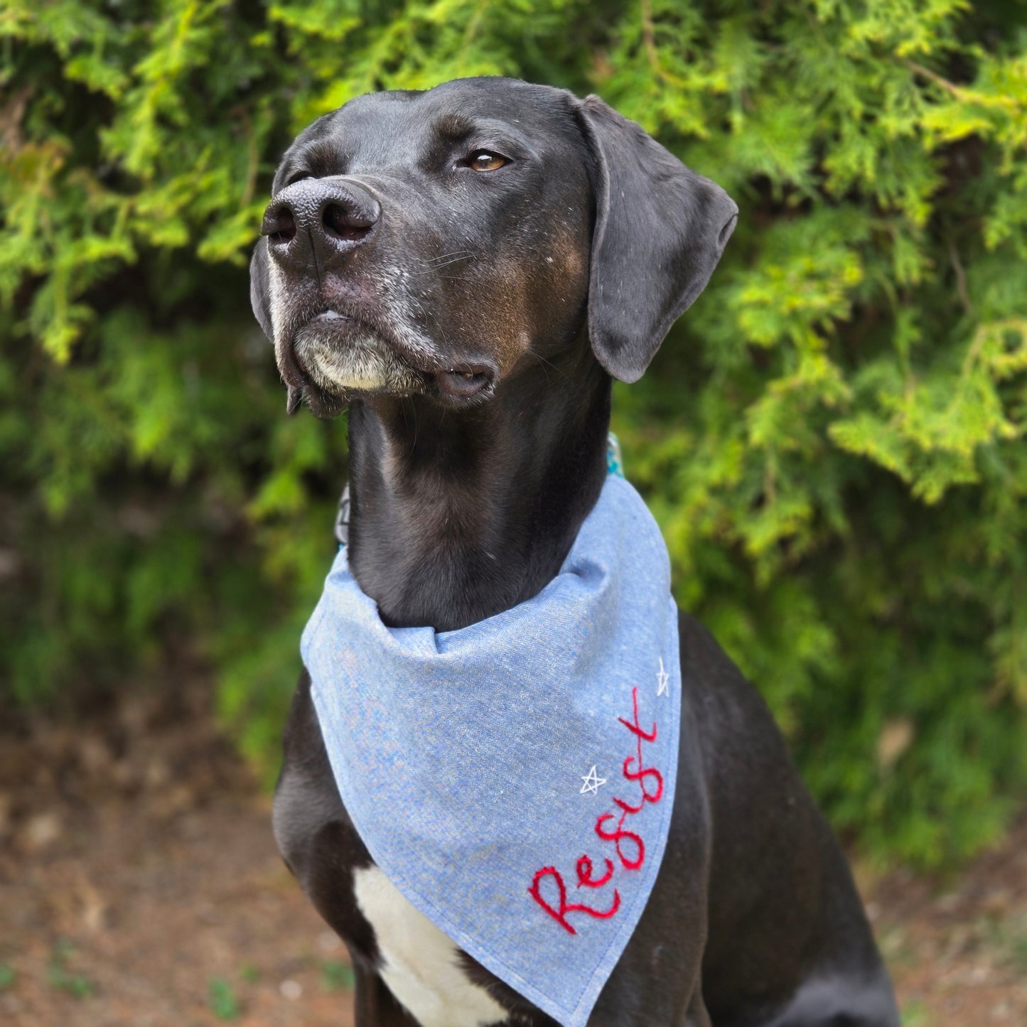 Resist Dog Bandana- Summer Edition