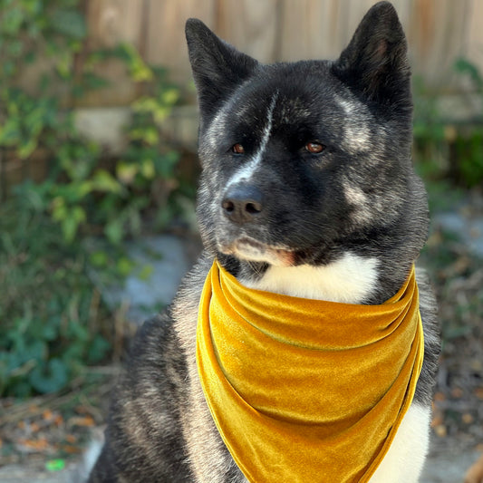 Velvet Bandana - Antique Gold