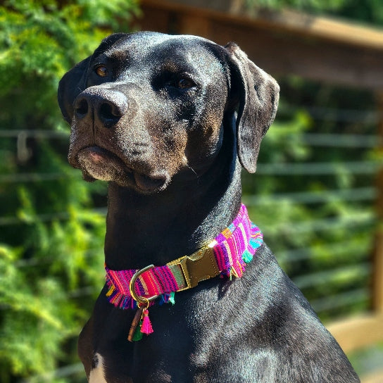 Ensenada Fringe Dog Collar
