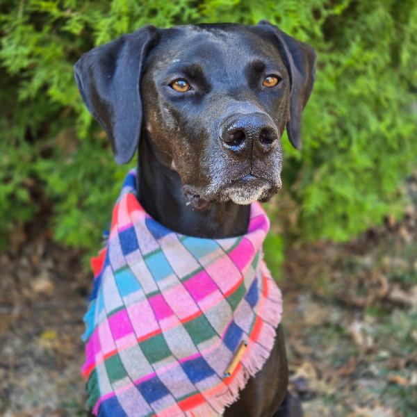 Gumdrop Dog Bandana