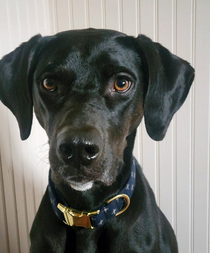 boy dog modeling navy blue collar