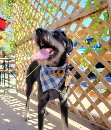 dog modeling pretzel bandana at kc bier